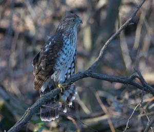 Close-up of bird perching on branch