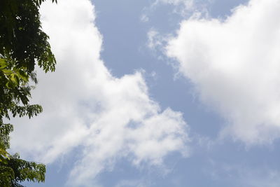 Low angle view of trees against sky