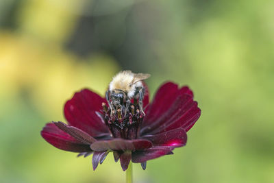 Close-up of insect on flower