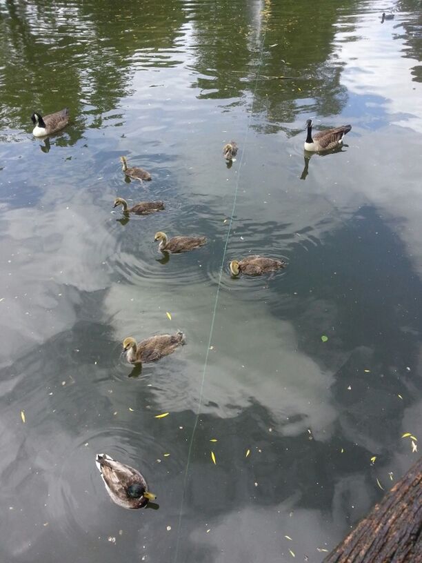 animal themes, water, bird, animals in the wild, wildlife, lake, swimming, duck, high angle view, waterfront, reflection, rippled, mallard duck, water bird, nature, medium group of animals, togetherness, floating on water, animal family