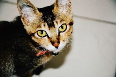 Close-up portrait of cat