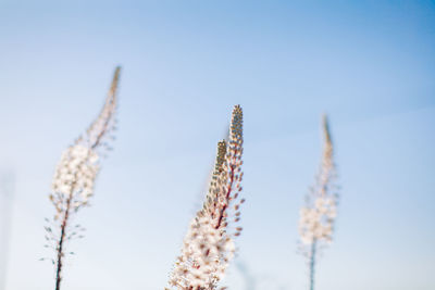 Low angle view of flowering plant against clear sky