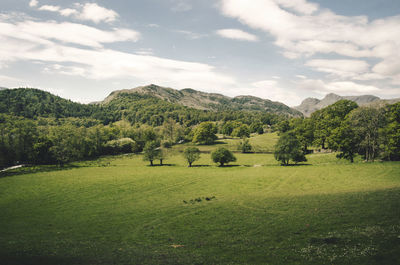 Scenic view of trees on field against sky