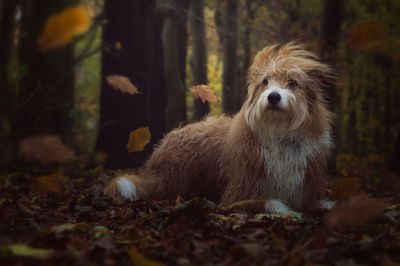 Close-up of dog resting in forest during autumn