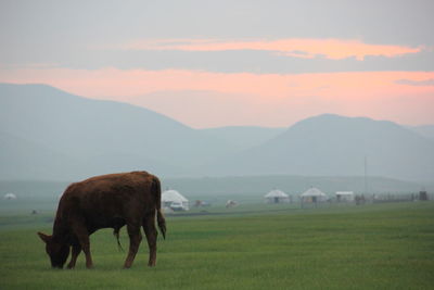 Horse grazing on field against mountains