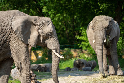 Elephant drinking water