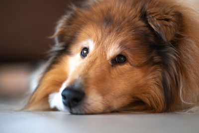 Close-up of dog resting