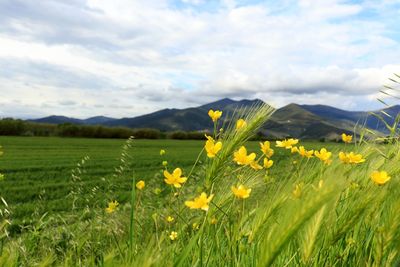 Fresh yellow flowers on field against cloudy sky