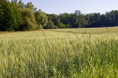 Scenic view of agricultural field against sky