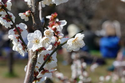 Close-up of apple blossoms in spring