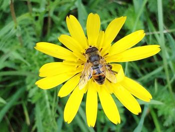 Close-up of insect on yellow flower