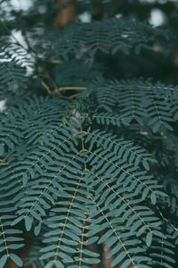 High angle view of leaves in water