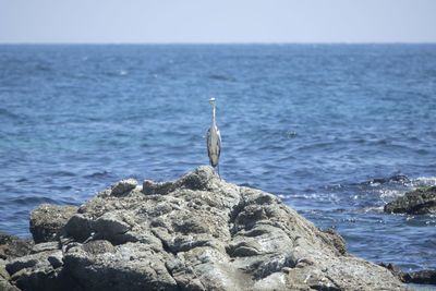 Bird perching on rock by sea against clear sky