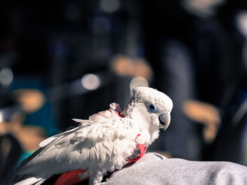 Portrait of a scruffy looking parakeet type bird with bokeh background 