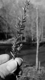 Close-up of hand holding plant