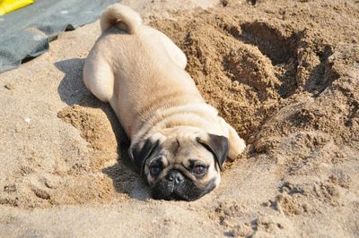 Portrait of dog lying on sand at beach