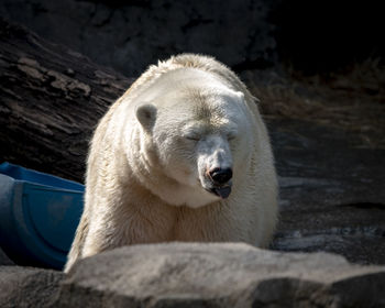 White polar bear against wood