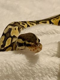 Close-up of lizard in a zoo