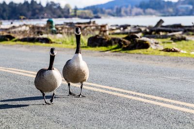 Canada geese on road