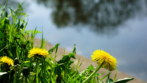 Close-up of yellow flowers blooming against sky