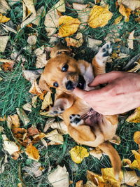 Cropped hand of person playing with puppy on field