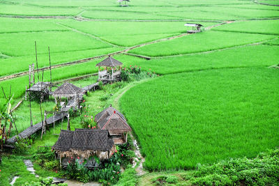 Scenic view of agricultural field