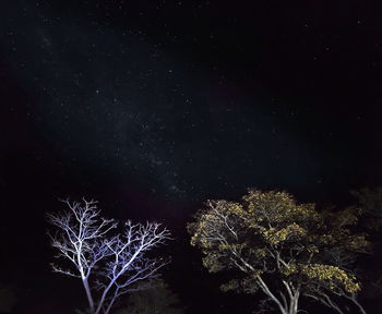 Low angle view of illuminated trees against sky at night