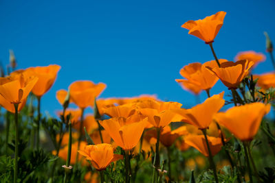 Close-up of yellow flowers blooming in field