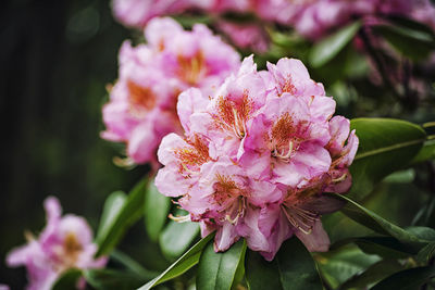 Close-up of pink flowering plant