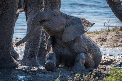 Close-up of elephant calf relaxing in mud