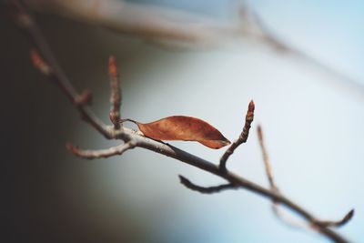 Low angle view of bird perching on branch