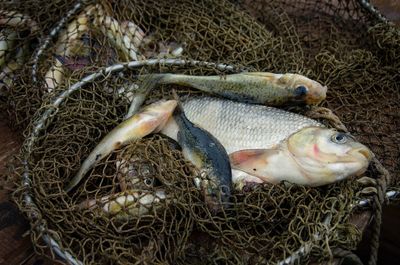 High angle view of fish for sale