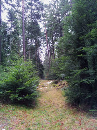 Trees in forest