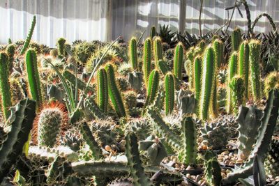 Close-up of succulent desert plants growing on nursery