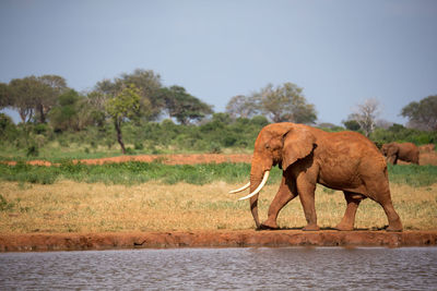 Side view of elephant in water