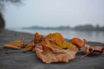 Close-up of autumn leaves