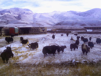 Flock of sheep on snow covered field