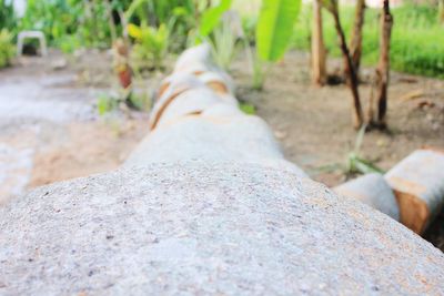 Close-up of rock against trees