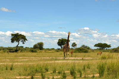 View of horse on field against sky