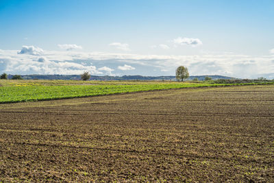 View over the wide area of a harvested field. panoramic view with clear sky.