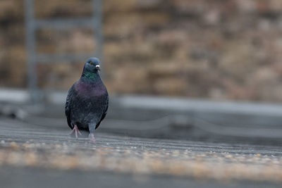 Close-up of bird perching on retaining wall