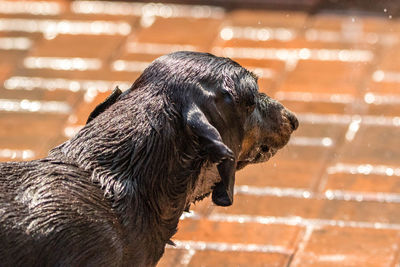 Close-up of a dog looking away