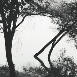 Trees against sky