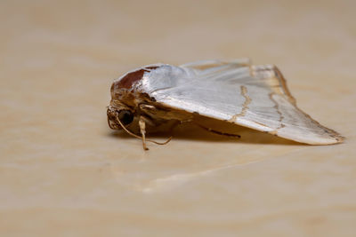 Close-up of insect on table