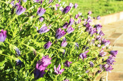 Close-up of pink flowers in park