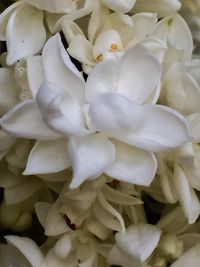 Full frame shot of flowers