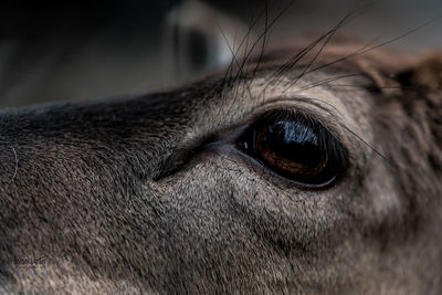 Close-up of a horse