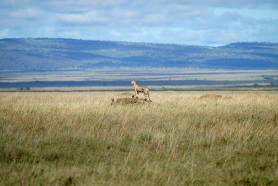 View of horse on field