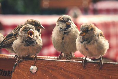 Close-up of bird perching on wall