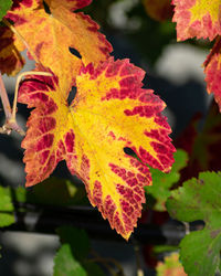 Close-up of maple leaves during autumn